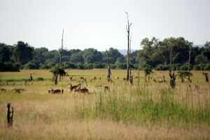  South Luangwa National Park, Zambia