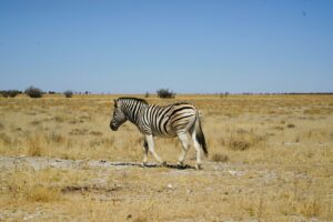 Etosha National Park, Namibia