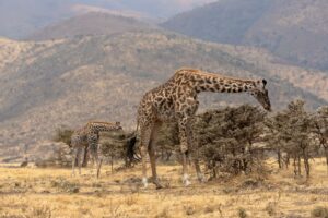 Ngorongoro Crater, Tanzania