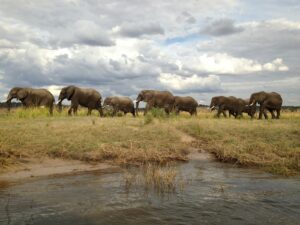 Chobe National Park, Botswana