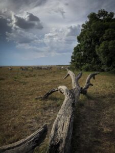 Maasai Mara National Reserve, Kenya