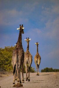 Kruger National Park, South Africa