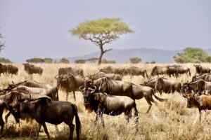 Serengeti National Park, Tanzania
